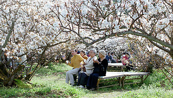 Drinking Under Blossoms